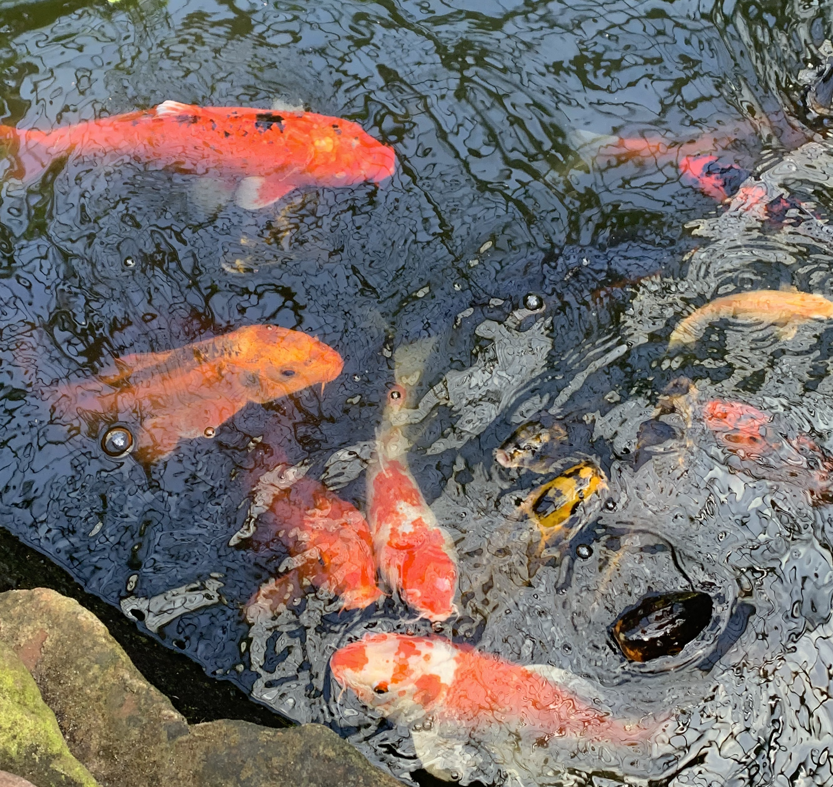 koi